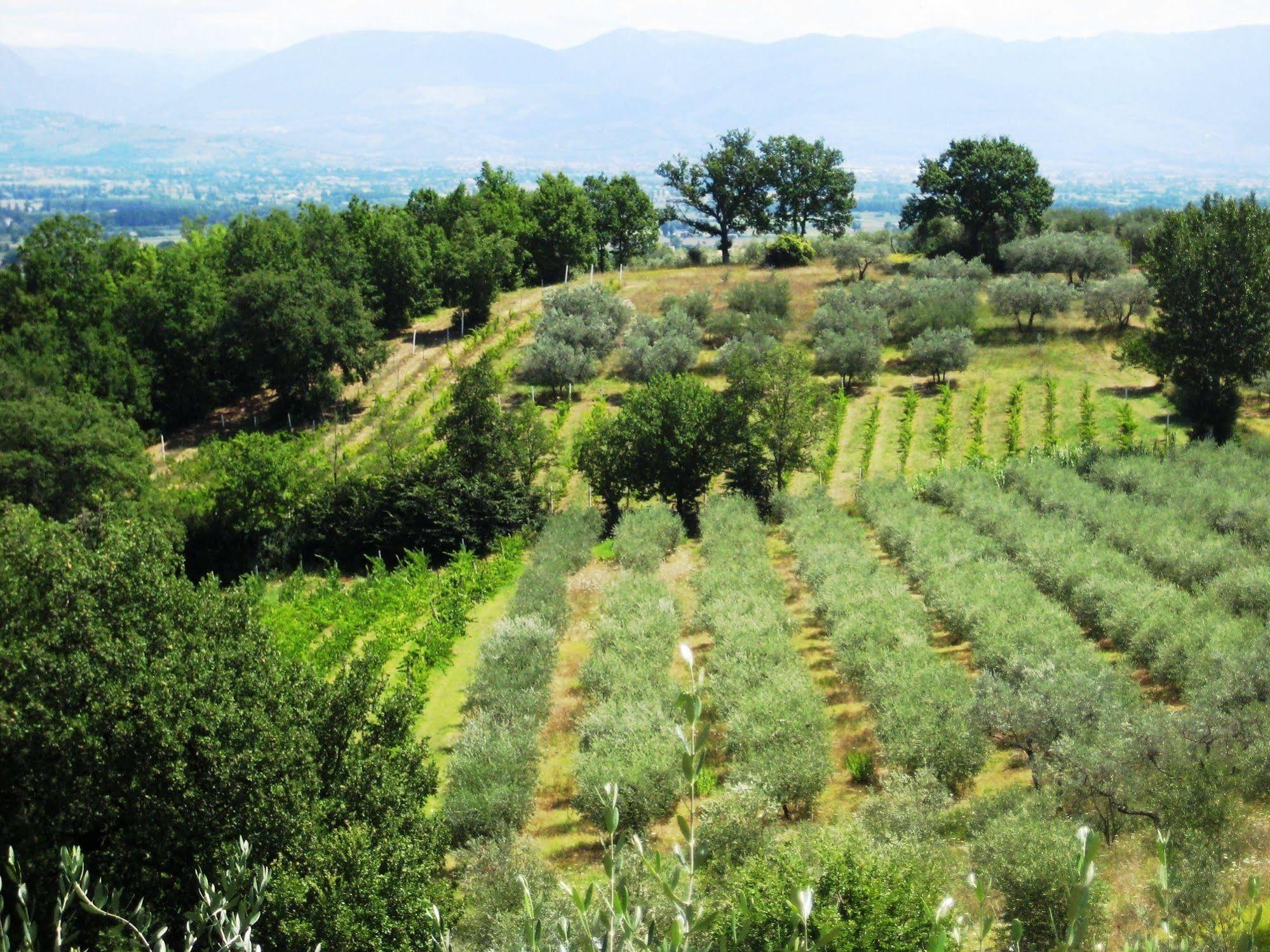 Villa Colle Di Rocco Limigiano Екстериор снимка